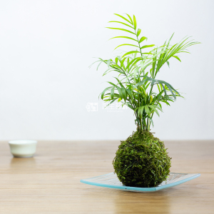 苔藓石头 苔藓石头品牌 价格 阿里巴巴