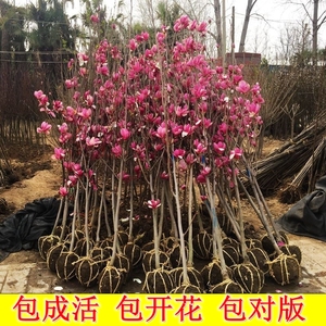 庭院植物紫玉兰花树苗南方北方均可种植红玉兰白玉兰耐寒娇红一号