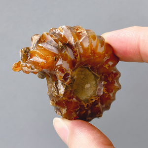 天然古生物羊角螺化石玉化海螺菊石矿石标本石头科普奇石手把玩件