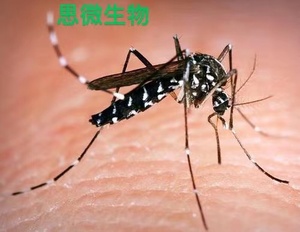 活蚊子 活体蚊子 白蚊伊蚊  实验蚊子 蚊子活物 蚊子尸体