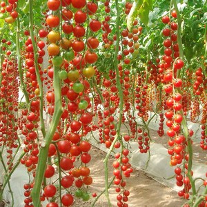 瀑布小番茄种籽种子苗孑 圣女果樱桃西红柿四季盆栽果树蔬菜 果苗
