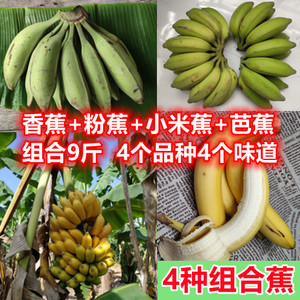 广西香蕉+小米蕉+粉蕉+芭蕉 混装4种 新鲜香蕉牛蕉西贡蕉芝麻蕉
