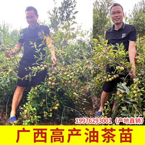 广西高产白花油茶苗实生苗直生岑溪藤县油茶苗山树苗茶籽榨油薄皮