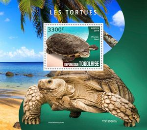 多哥2019珍稀爬行动物乌龟海龟陆龟希拉里蟾头龟邮票M全新