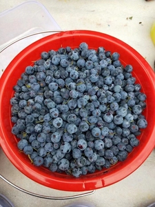 兴安岭野生蓝莓鲜果无添加糖蓝梅果680g冰糖蓝莓原浆原味蓝莓果粒
