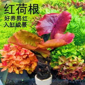 红荷根睡莲鱼缸造景水草植物真草红色好养活后景阴性新手带底座