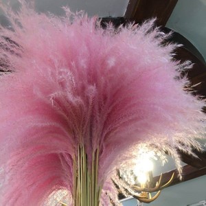 干花芦苇蒲苇粉色彩色天然花束橱窗客厅装饰道具摆件网红北欧风格