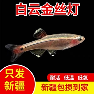 新疆观赏鱼包邮白云金丝灯耐寒草缸群游可混养冷水灯鱼小型原生鱼