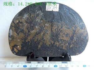 天然远古植物化石 树枝石模树石假化石油渗美纹小石屏摆件DX713