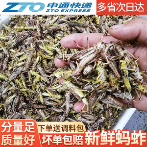 新鲜蚂蚱活体活速冻油炸蚂蚱蝗虫食用昆虫蚱蜢速冻带籽混合去翅膀