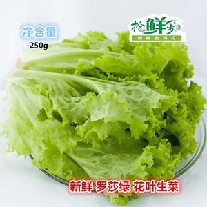 新鲜罗莎绿生菜 花叶生菜 250g 江浙沪满68元顺丰包邮