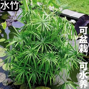 水生新款吸甲醛植物龟水竹盆栽水棕竹鱼缸水池塘 旱伞草风车草苗