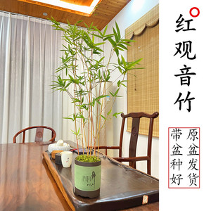 高端红竹红观音竹盆景竹子盆栽办公室书房茶桌客厅桌面绿植观赏竹