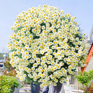 可泡茶菊花籽芳香罗马洋甘菊花种子四季播种开花爆盆花卉盆栽庭院