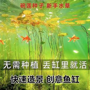 鱼缸快速造景碗莲种子莲花花卉懒人鱼缸新手造景四季常青水草植物