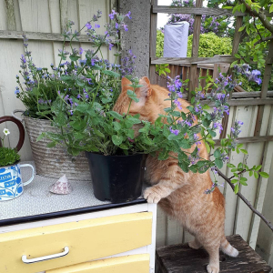 猫草猫薄荷种子小荆芥猫咪零食化毛草籽多年生室外盆栽观赏驱蚊草