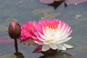 【夹克风】睡莲水生植物 水缸池塘庭院 丰花耐寒睡莲块茎莲痴瓦力