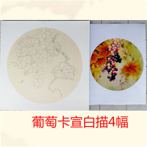 圆形斗方工笔画熟宣卡纸宣纸葡萄4幅白描底稿初学零基础直接上色