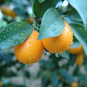 金钱橘橘子树苗 盆栽地栽橙子金钱橘橘子果树苗当年结果