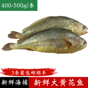 黄花鱼鲜活新鲜冷冻大黄鱼海鱼超大海捕青岛海鲜400-500g/条3条装