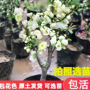 绿宝石海棠花盆栽四季海棠花银长寿海棠盆景室内绿植花卉盆栽