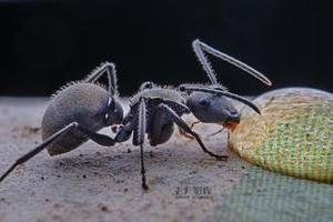 蚂上有蚁 拟黑双齿多刺蚁活体宠物蚂蚁工坊蚂蚁城堡