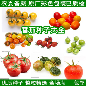 番茄种子西红柿种籽圣女果紫玉黄柿子小番茄盆栽水果矮粉蔬菜种孑
