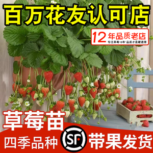 草莓苗四季盆栽食用带花带果新苗奶油红颜丹东99隋珠种籽子大秧苗