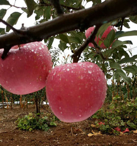 山东烟台红富士苹果脆甜冰糖心生态果红将军自家种植新鲜采摘