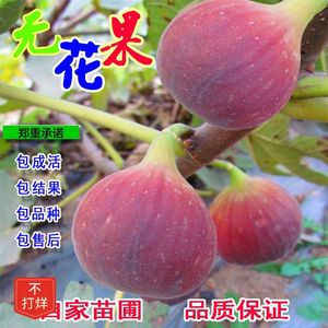 【48小时发货】新品种无花果树苗超甜大果果树苗盆景阳台南方地栽