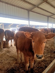 利木赞牛牛犊活体小牛肉牛养殖基地