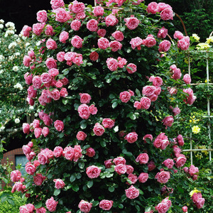 花卉种子蔷薇花种籽子爬藤月季玫瑰四季开花爬墙攀援庭院室内植物