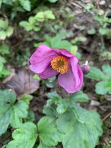 秦岭新鲜根中草药野棉花根秋牡丹银莲花根野牡丹根吹牡丹秋明菊