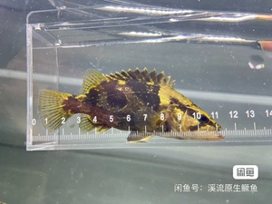 波纹鳜鱼金丝波纹鳜 鳜鱼苗溪流原生鳜鱼冷水鱼 食肉鱼类性格凶猛