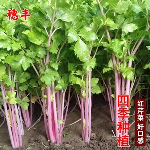 红香芹紫玉香芹种子种籽盆栽蔬菜阳台籽梅红野菜蔬菜种孑四季春夏