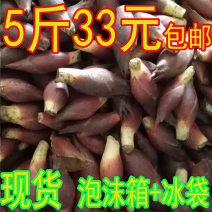 洋荷野生洋火姜 洋荷野生洋火姜品牌 价格 阿里巴巴 洋荷野生洋火姜 洋荷野生洋火姜品牌 价格 阿里巴巴