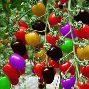 多彩小番茄种子混装七彩圣女果五彩小番茄组合装樱桃千禧果蔬种子