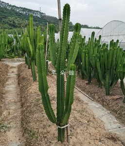 大戟阁仙人柱植物大戟科多肉植物超大带手臂分叉侧牙造景佳品