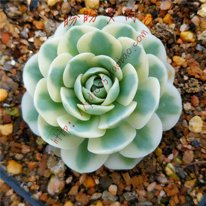 多肉青凤凰 多肉青凤凰品牌 价格 阿里巴巴