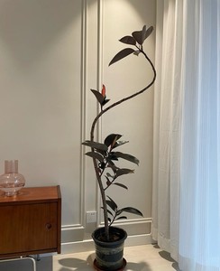 造型花叶橡皮树 黑金刚室内大型盆栽办公室客厅四季绿植净化空气
