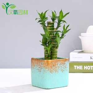 花卉盆栽富贵竹开运 花卉盆栽富贵竹开运品牌 价格 阿里巴巴