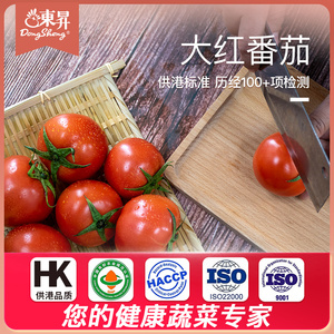 东升农场 供港大红番茄新鲜自然熟水果蔬菜沙瓤西红柿1斤火锅食材