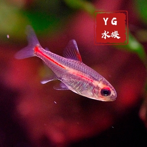 YG水族红灯管鱼玻璃霓虹灯热带透明红色小型草缸热带群游鲜活小鱼