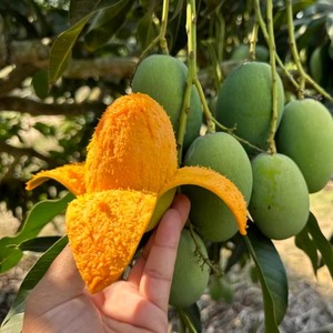 海南三亚新鲜水果芒果鸡蛋芒椰香芒