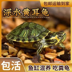 深水黄耳龟鱼缸混养活物冷水龟长寿龟吃粪龟家养宠物观赏小乌龟
