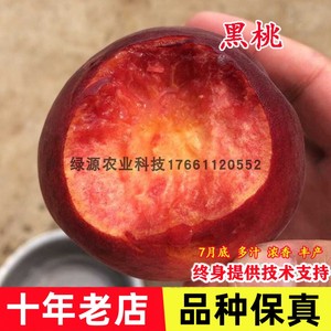 新品种中华黑桃王桃树苗地栽嫁接黑桃皇后树苗南北方种植当年结果