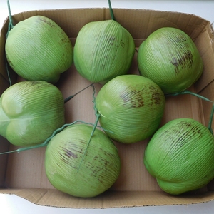 仿真椰子模型假水果蔬菜摆件单个塑胶椰子工艺品仿生蔬果装饰品