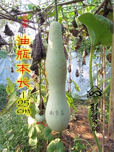本长油瓶葫芦种子 高约20cm 竹蛉蝈蝈厚皮黑虫文玩虫具福禄籽