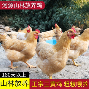 【家鸡品质】现杀三黄鸡 农家走地鸡溜达老母土鸡家养月子汤180天