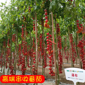 水果樱桃番茄种子红圣女瀑布番茄种籽种苗西红柿春季菜园蔬菜种孑